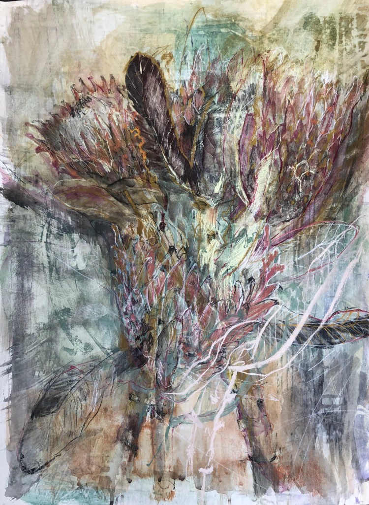 Protea 3. 560x750mm, mixed media [ink, pastel,charcoal, pencil] on 290g Tiepolo paper.